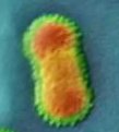 Griep virus Griep virus